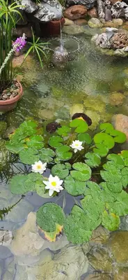 a pond with lily pads and a water fountain at Apartman 2 Miljković in Soko Banja