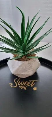 a potted plant sitting on top of a table at CENTRAL in Kruševac