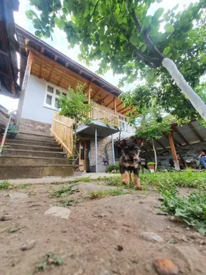 a dog is standing in front of a house at Apartman Tupavica in Pirot