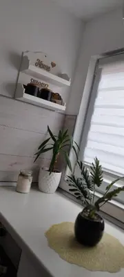 a room with a table with plants and a window at Queen Apartmančić in Zaječar