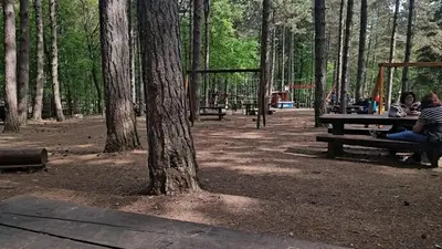 a group of people sitting on a picnic table in a forest at Soba Soko in Soko Banja