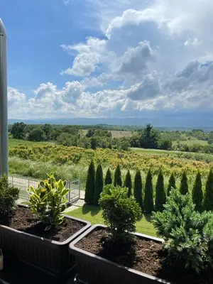 a view of a garden with bushes and trees at Apartmani Milosavljević in Kuršumlija