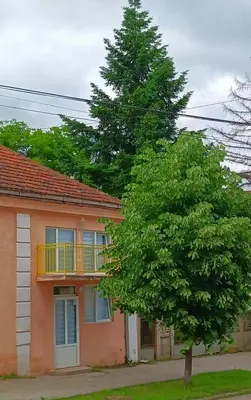 a tree in front of a house with a balcony at Жути Ранац - Žuti Ranac - Yellow Backpack in Boljevac
