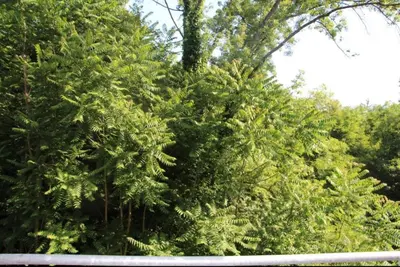 a large group of trees in a park at Perla Lux in Vrnjačka Banja