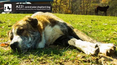a large dog laying on the grass in a field at Eco Farm Milanovic in Despotovac