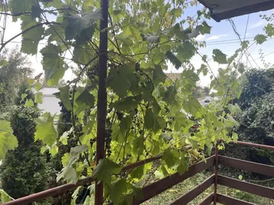 a bunch of grapes growing on a fence at Hostel Drenak in Gornje Rataje