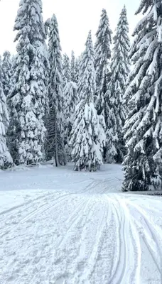 a group of snow covered trees with tracks in the snow at MONTANA apartment 9 in Kopaonik
