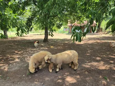 two sheep standing in a field under a tree at Vila Kruna in Soko Banja