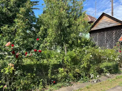 a garden with roses and a tree and a house at Kobran in Kuršumlija