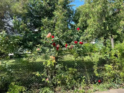 a bush with red roses on it behind a fence at Kobran in Kuršumlija