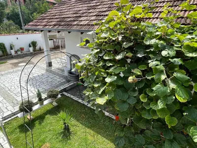 a large green bush next to a house at Smeštaj Pejčić in Niška Banja