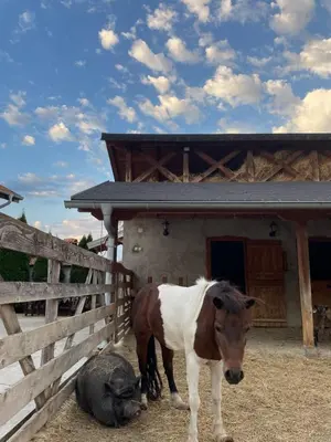 a brown and white horse standing next to a fence at IKONIJA guest house in Pečenjevce