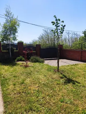 a small tree in a yard next to a fence at Vila Elena in Niš