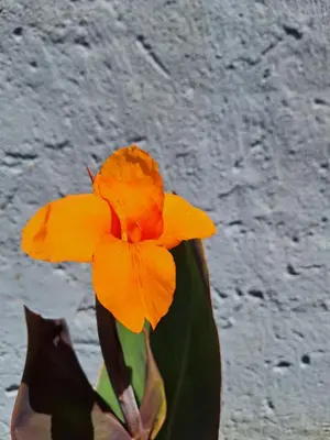 a yellow flower in front of a wall at Soko apartments in Jagodina