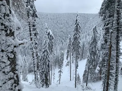 a group of snow covered trees in a forest at ZIMSKI Apartmani in Kopaonik