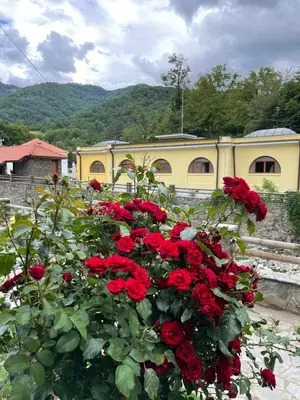 a bunch of red roses in front of a building at Apartman Jovanović in Jošanička Banja