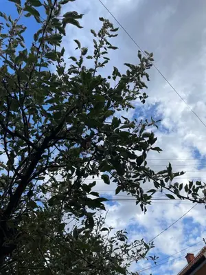 a tree in front of a blue sky with clouds at Apartman 019 in Zaječar