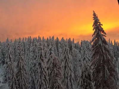 a group of trees covered in snow with a rainbow at Woodside Kopaonik - Malo jezero, FREE Parking & SPA in Kopaonik