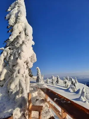 a snow covered tree on top of a ski slope at Apartman Maglic 412 Lux in Kopaonik