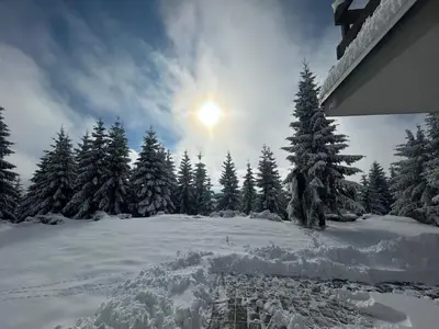 a snow covered field with trees and the sun in the sky at Vila Kruna Sunčani Breg in Kopaonik