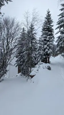 a group of trees with snow on them at Studio Čuvarkuća in Kopaonik