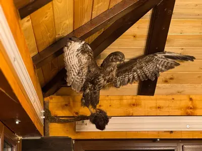 a bird perched on the ceiling of a building at Ice Dream Apartmani in Kopaonik