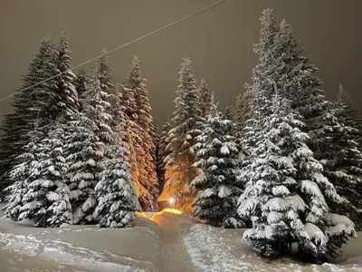 a group of christmas trees covered in snow at Ski hotel DOBRODOLAC in Kopaonik