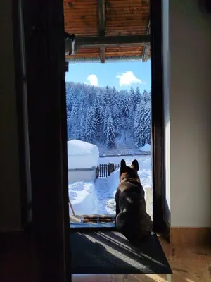 a dog sitting on a door looking out of a window at GOČ Planinska Kuća MILJA in Kraljevo