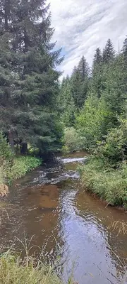 a stream of water with trees in a field at President Kop Apartman 106 in Kopaonik