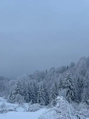 a snow covered forest of trees with snow at Glecer A07 in Kopaonik