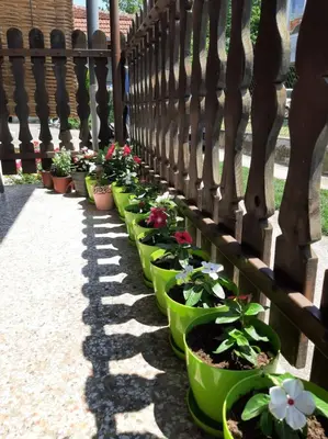 a row of green potted plants on a fence at Nikolic Apartment in Leskovac