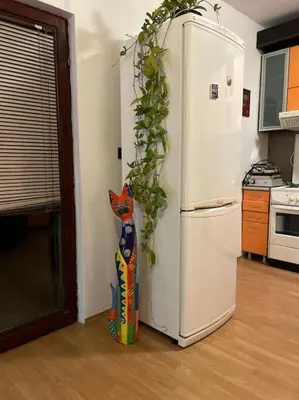 a kitchen with a white refrigerator with plants growing on it at Jordan Apartman in Niška Banja