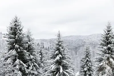 a group of pine trees covered in snow at Glečer Kop, Apartment A14, FREE Parking Garage in Kopaonik