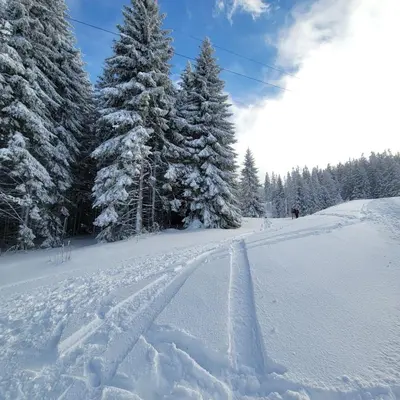 a ski trail in the snow in front of trees at PIK Apartmani - Milmari in Kopaonik