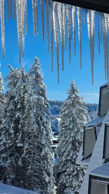 a group of trees covered in icicles at Silver Pine Kopaonik in Kopaonik