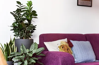 a purple couch with plants and a pillow on it at La Maison in Niš