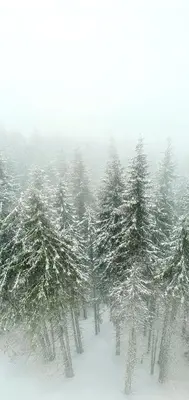 a group of pine trees in the snow at Anikaapartmani, Brzeće in Brzeće