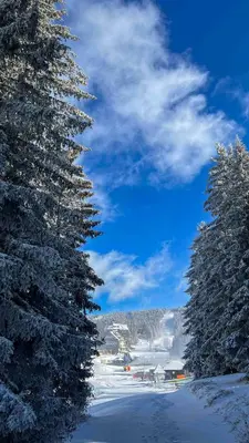a pair of pine trees with snow on them at SKY PEAK KRALJEVI ČARDACI APARTMENT in Kopaonik