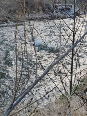 a branch of a tree in front of a river at Vila Antić in Pirot