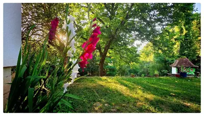 a group of red and white flowers in a yard at Zvezdano nebo in Svrljig