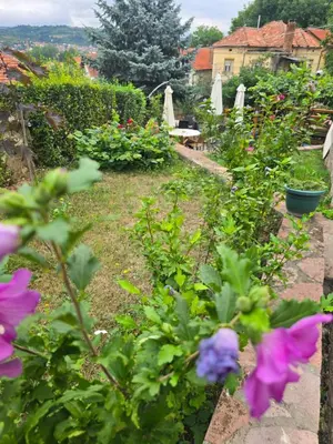 a garden with purple flowers and plants at APARTMANSKI SMEŠTAJ SOLARIS kod Aqua Parka Yuth Studio in Soko Banja