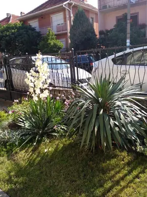 a group of plants in a yard next to a fence at OLI apartman in Niš
