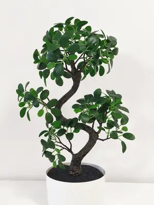 a bonsai tree in a white pot at GALEB in Vrnjačka Banja