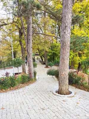 a group of three trees in a park at GALEB in Vrnjačka Banja