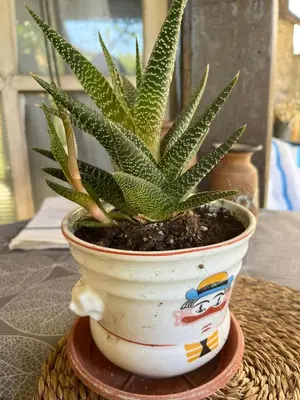 a plant in a pot sitting on a table at Garičkina kuća 2 in Pirot