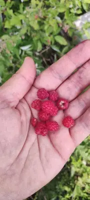 a hand holding a handful of red berries at Apartman N Lux 100 Milmari resort in Kopaonik