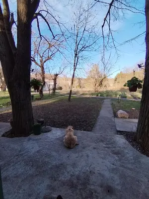 a cat sitting on a sidewalk next to a tree at Vikendica Aki in Zaječar