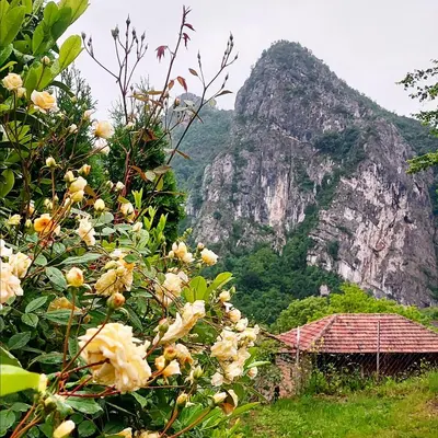a tree with flowers in front of a mountain at Golemi kamik Pirot Vlasi 4 in Pirot
