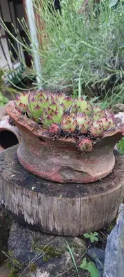 a plant in a pot on top of a stump at Golemi kamik Pirot Vlasi 4 in Pirot