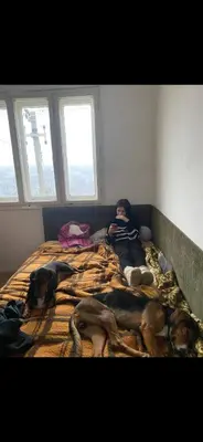 a child laying on a bed with two dogs at ANN III in Vlasina Rid